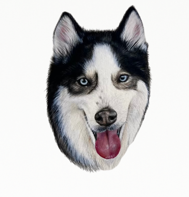 Husky portrait